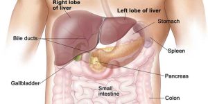 Transaminases, Liver Trouble